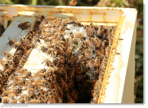 Google Bees thriving