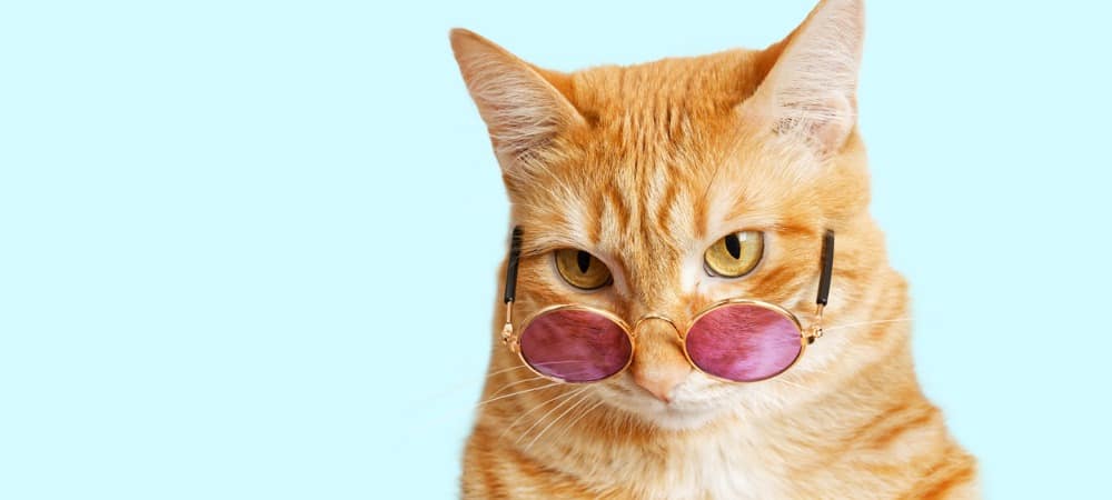 closeup-portrait-of-funny-ginger-cat-wearing-sunglasses-isolated-on-picture-id1253696116.jpg